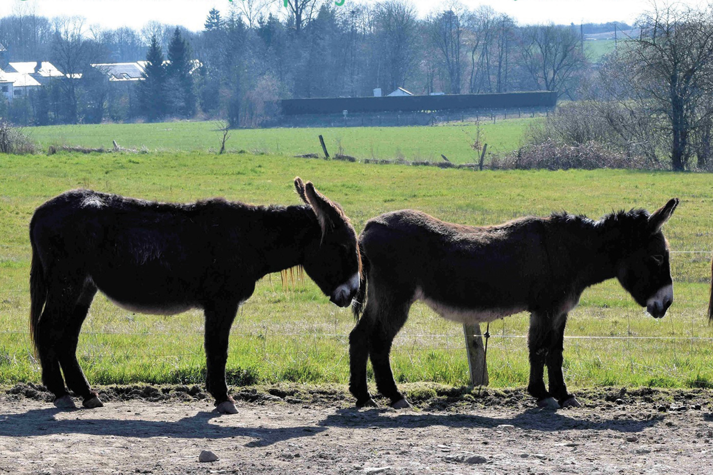 L'Asinerie de l'O optimise son écurie Inside Magazine